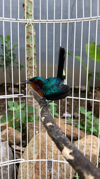 Kolibri wulung gacor dor