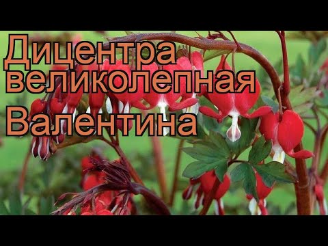 Дицентра великолепная Валентина