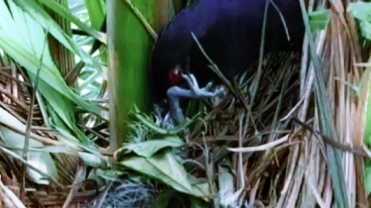 ЭТО САДИЗМ! РОДИТЕЛЬНИЦА ПТИЦЫ-РОДИТЕЛЬНИЦЫ РАЗРУШАЕТ СВОИХ ДЕТЕЙ, ЧТОБЫ НАКОРМИТЬ ДРУГИХ БРАТЬЕВ И