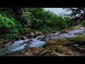 Calm Mountain River Flow Relaxing Sounds For Sleeping Soft Sounds Of Tropical Forest Waterfalls Calm Mountain River Flow Relaxing Sounds For Sleeping Soft Sounds Of Tropical Forest Waterfalls