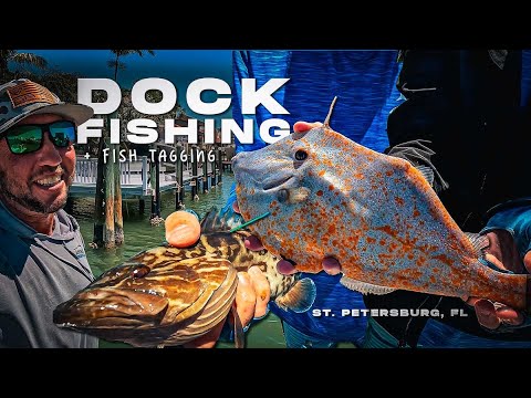 Dock Fishing and Tagging St Petersburg Florida | Grouper, Speckled Trout, Sheepshead Inshore Fishing