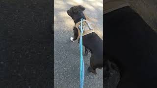 Meet Brock A Terrier, American Pit Bull Currently Available For Adoption 9212025 111455 Am