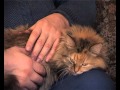 ФЕЛИНОТЕРАПИЯ: КОШКИ-ЦЕЛИТЕЛИ / HEALER CATS