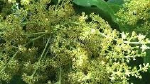 XOÀI CÁT HOÀ LỘC, PHUN THUỐC CỬ 3 KÍCH BÔNG 13 NGÀY