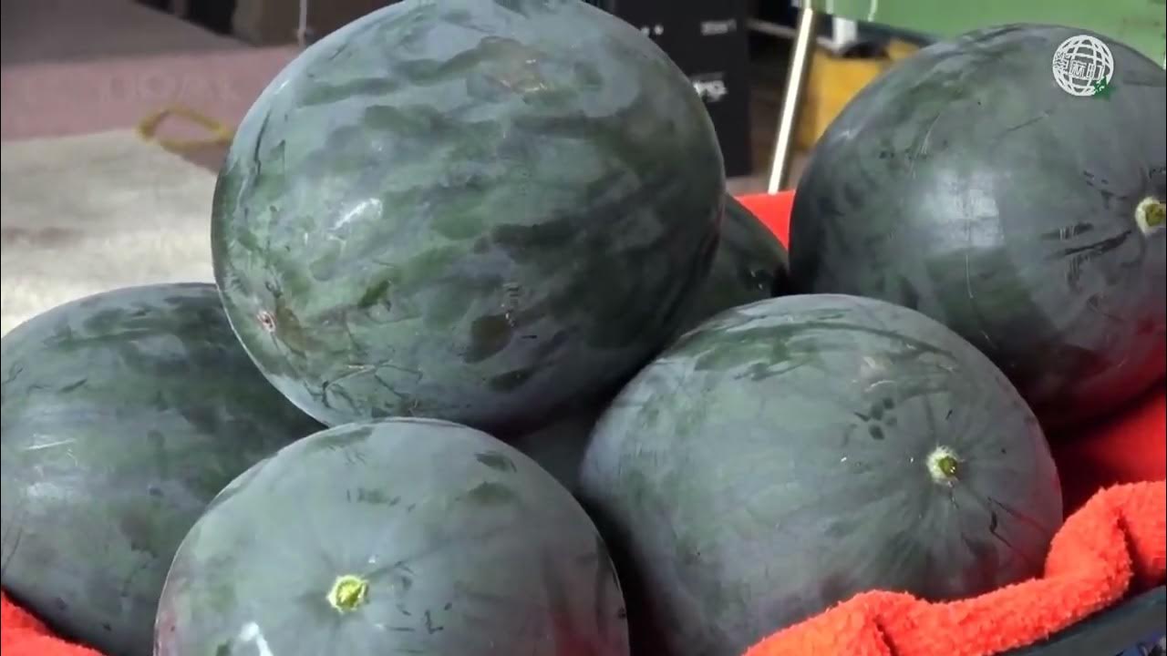 World s Most Expensive Watermelon Japanese Black Watermelon Cultivation