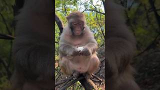 Surprising! Monkey Eating a Boiled Egg 🥚🐒 #Shorts #trending #youtubeshorts #viral #ytshorts