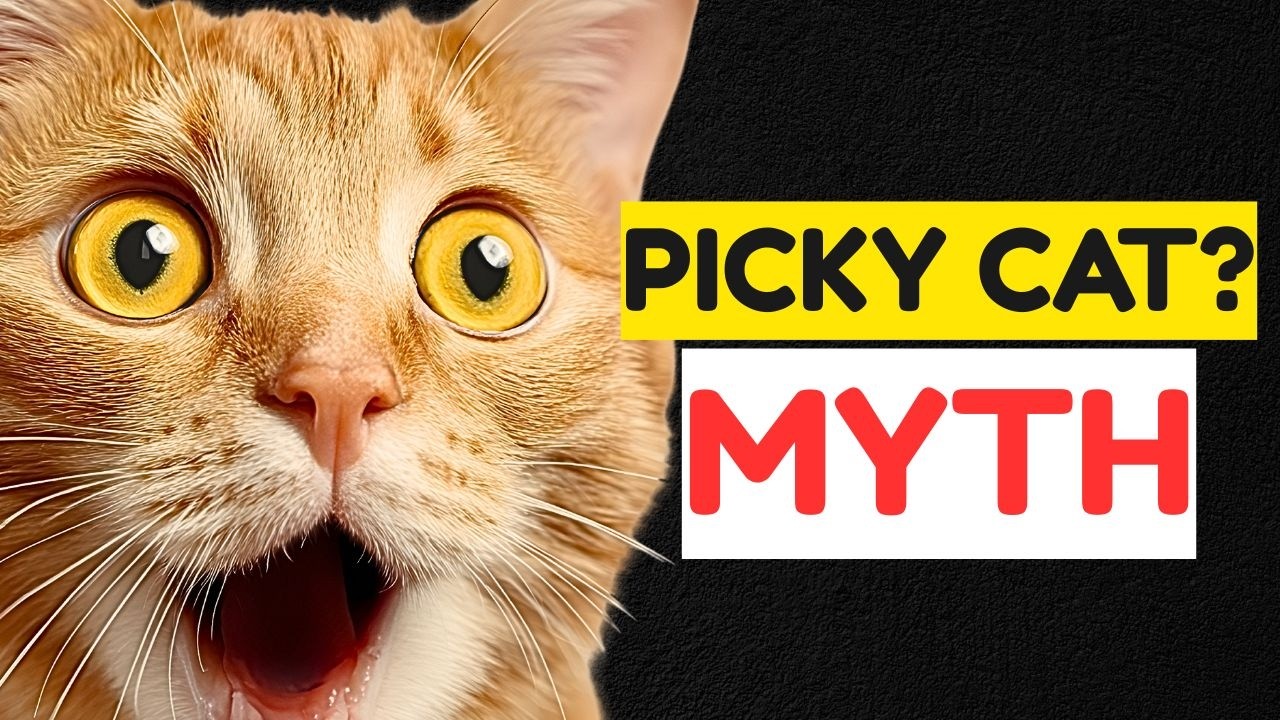 Почему ваша кошка привередлива в еде (и что с этим делать)