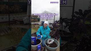 высаживаем тюльпаны с проверенным удобрением #аминосил #садоводство #подкормка #сад #тюльпаны