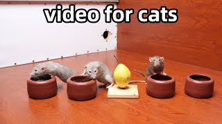 Cat Tv Rat Video for Cats to WatchCat Games