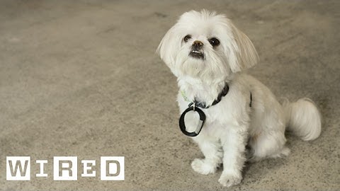 Here’s How to Cheat Your Fitbit in a Totally Not Fraudulent Way | WIRED