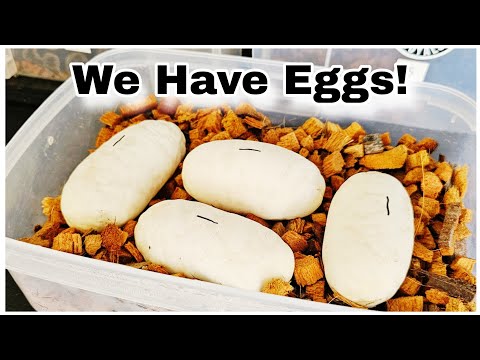 Our First Eggs Of The 2026 Ball Python Breeding Season + How To Candle Ball Python Eggs