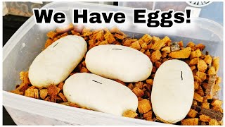 Our First Eggs Of The 2026 Ball Python Breeding Season + How To Candle Ball Python Eggs Profile