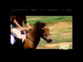 Capture de la vidéo Gotland Pony - Endangered Breed Documentary - Kentucky Life Tv