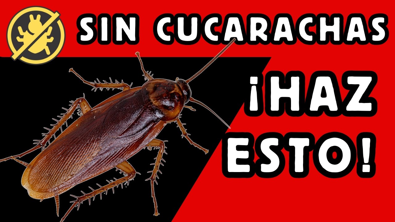 Desinfecta y repele cucarachas con esta receta - ¡HAZLO ASÍ!