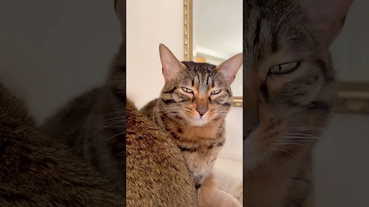 Video 3834451: savannah chausie, savannah catlover, chausie cat, cute savannah cat