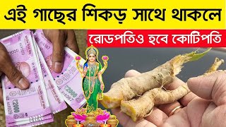 এই গাছের শিকড় সাথে থাকলে দূর হবে দূঃখ আসবে প্রচুর অর্থ। রোড প্রতিও হবে কোটিপতি?