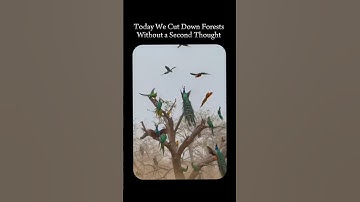 Save Forests 🌳 Remember ChipkoMovement #humanities #chipkomovement #history #savehcubiodiversity