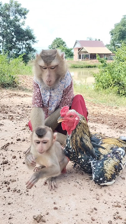 Great Video of SokYaa,ToTo , Phao And Sokhaa are HARMONY And Fun Will MAKE YOU SMILE