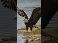 Eagles 🦅 the most amazing Birds 🦅 #eagles #wildlife #birds #birdspecies #conservation #habitatloss 🦅