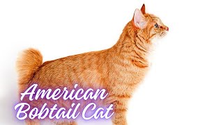 American Bobtail Cat Facts | Cat Breeds | @PetsGrove