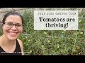 July 2022 Garden Tour | TOMATOES ARE THRIVING!