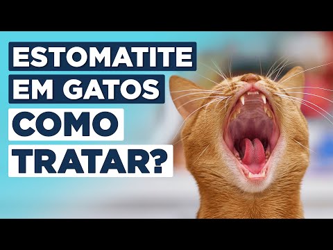 Vídeo: Estomatite Em Gatos (gangrenados E Outros): Sintomas E Tratamento Em Casa, Medicamentos Eficazes, Prevenção
