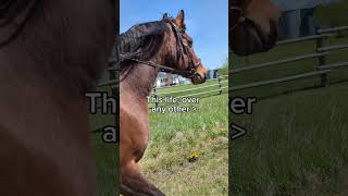 Country life! #country #life #horse #riding #nature #joy #thelife #blessings #equestrian