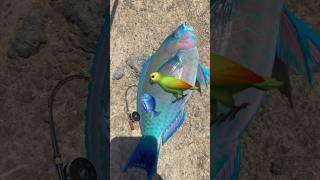 Catch birds with the fishing pole 🎣🦜 #fishing#birds#hawaii#uhu#hanapaa#fishingvideo#fishingvideo