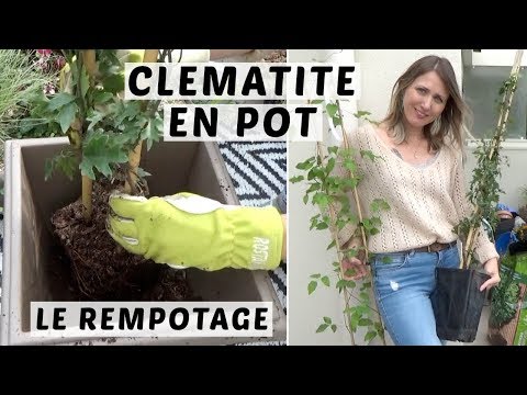 Vidéo: Plantes de clématites en pot - Pouvez-vous cultiver des clématites dans des conteneurs