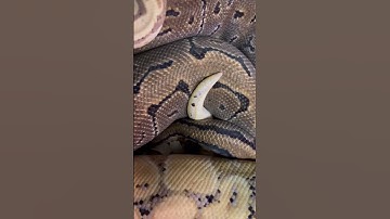 Banana and PinStripe Ball Pythons Locked! 😁#Shorts