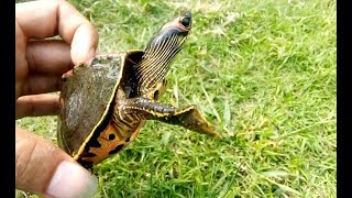 Funny and cute tortoise catch and playing turnover