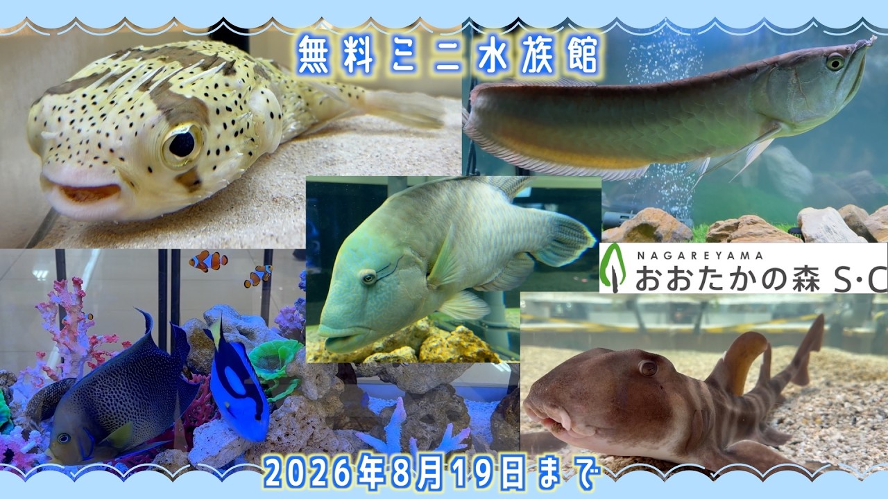 無料【ミニ水族館】2026年8月19日まで開催🐟 - YouTube