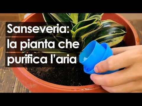 Video: Sansevieria: Assistenza Domiciliare