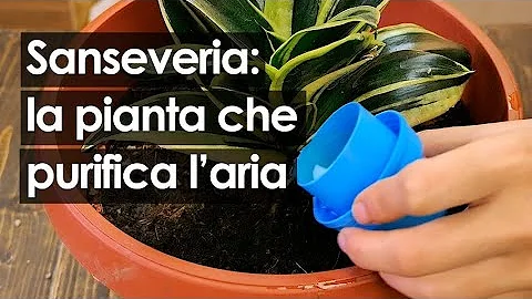A cosa serve la pianta sansevieria?