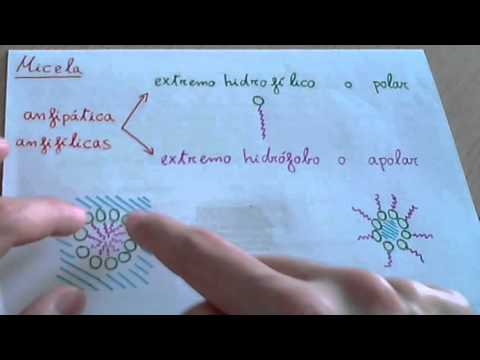 Video: ¿Las micelas son termodinámicamente estables?