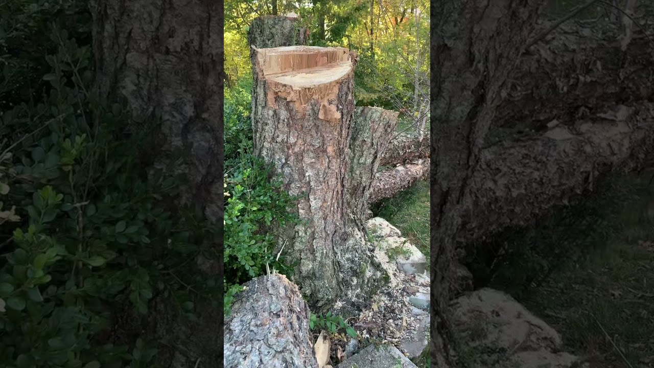 Overwintering your River Birch tree and prepping to bring it indoors 