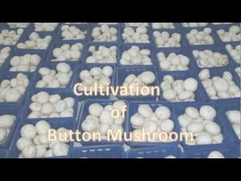 Musroom Cultivation