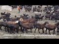 Хозяйство Фотима Мирзохид барака на пастбище семьи Ходжимирзокарима выбирает овец