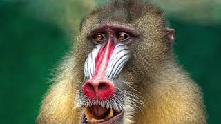 15 Beautiful Monkeys In The World screenshot 3