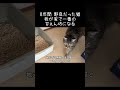 8年間野良だった猫、今では我が家で一番の甘えん坊になる【元野良猫ピースケ】 #shorts #初老夫婦とねこ #元野良猫 #ピースケ