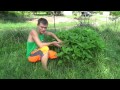 How to grow jerusalem artichokes patches in your yard or permaculture food forest  easy