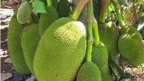 Mít giống Malai ruột vàng quả siêu dài. Trại giống Nghĩa Ánh uy tín chất lượng. 2 Năm ra trái