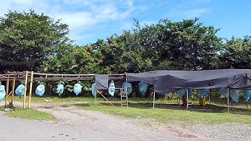 Harvesting And Transporting Bananas Central America Style