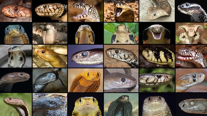 Porno VK jinsiy aloqa qizlar Birinchi porno kastingda musulmon ayollarni ovlash