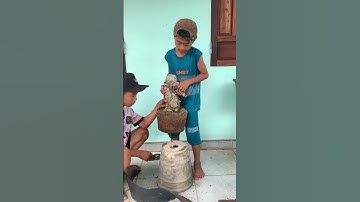 3 tháng hè của hai đệ  si đỏ treo đá  #bonsai #bonsaitree #xuhuong #viral #fyp