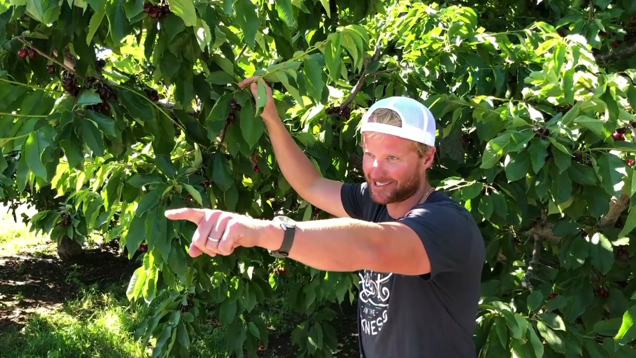 Chelan Fresh Cherries Crop Update | Week 4