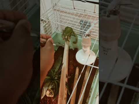 تغذيه الحرباء الحربايه