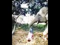 fearless and friendship, elephant guardians Let's save the nature and animals