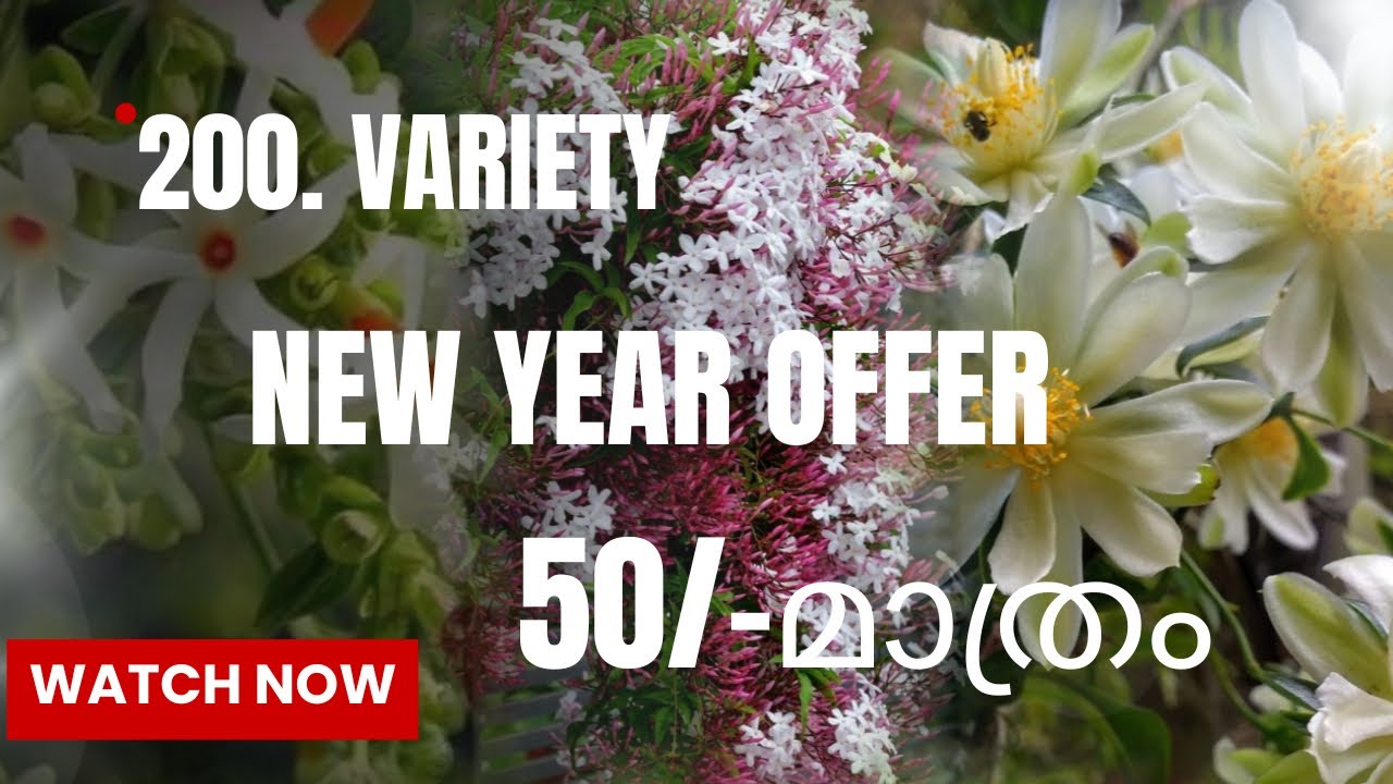 നിങ്ങൾ വാങ്ങാൻ ആഗ്രഹിക്കുന്ന ചെടികൾ ഇനി ചെറിയ വിലയിൽ //ഏത് എടുത്താലും 50/- മാത്രം #viralshort 