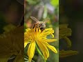 Nature shots # 1 - shot on Samsung S23 #shorts #insects #samsungs23